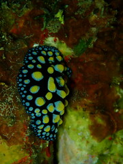 Phyllidia guamensis