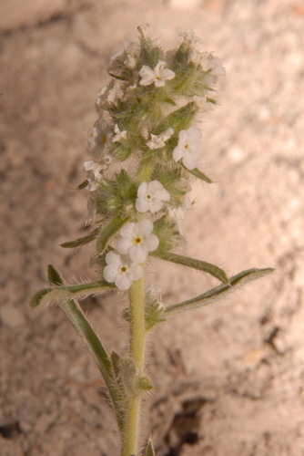 Image of Oreocarya sericea by (c) Brian Finzel, some rights reserved (CC BY-SA)