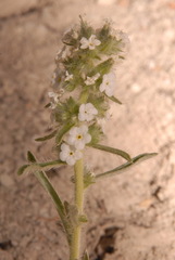 Oreocarya flavoculata