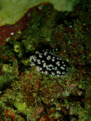 Phyllidiopsis burni