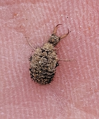 Galapagoleon darwini