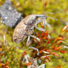 Lepyrus palustris