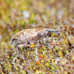 Lepyrus palustris