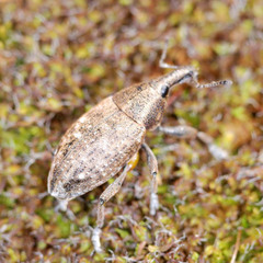 Lepyrus palustris