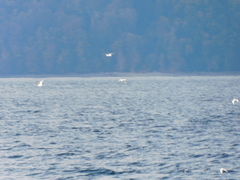 Larus brachyrhynchus