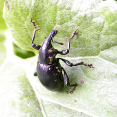 Liparus glabrirostris