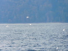 Larus brachyrhynchus