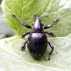 Liparus glabrirostris