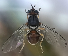Bactrocera oleae
