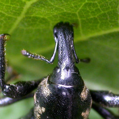 Liparus glabrirostris