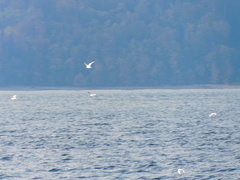 Larus brachyrhynchus
