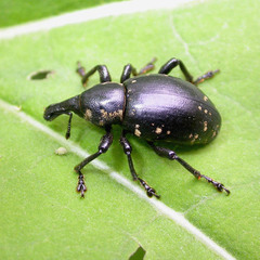 Liparus glabrirostris