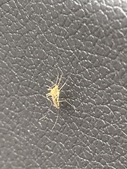 Aedes vexans