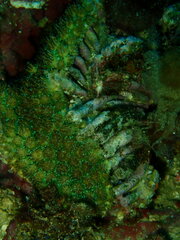 Galaxea fascicularis