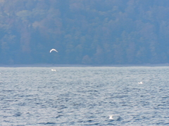 Larus brachyrhynchus