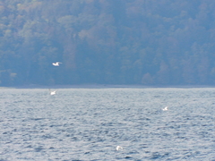 Larus brachyrhynchus