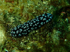 Phyllidiella
