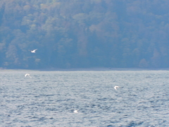 Larus brachyrhynchus
