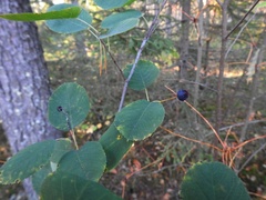 Amelanchier spicata