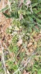 Phacelia imbricata