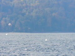 Larus brachyrhynchus