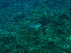 Valenciennea strigata