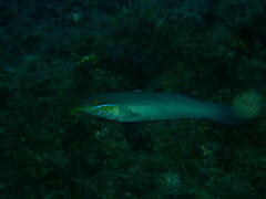 Valenciennea strigata