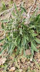 Phacelia imbricata