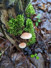 Rhodotus palmatus