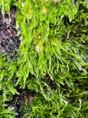 Amblystegium
