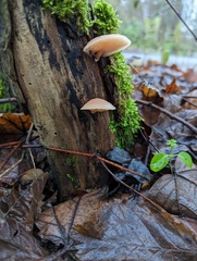Rhodotus palmatus