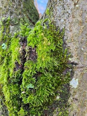 Amblystegium