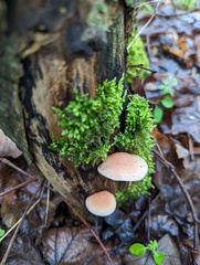 Rhodotus palmatus