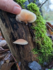 Rhodotus palmatus