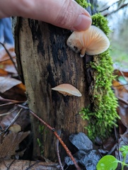 Rhodotus palmatus