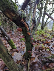 Auricularia auricula-judae