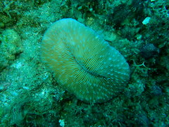 Lobactis scutaria