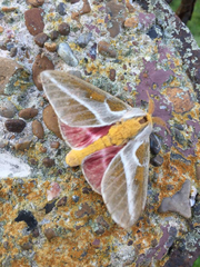 Syssphinx albolineata