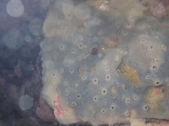 Strongylacidon conulosum