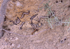 Ommatoiulus rutilans