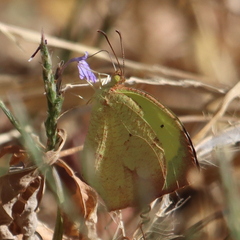 Abaeis mexicana