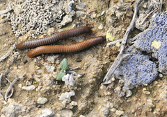 Ommatoiulus rutilans