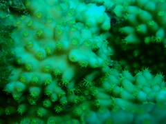 Turbinaria stellulata