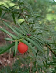 Taxus cuspidata
