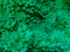 Turbinaria stellulata