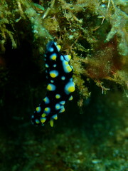 Phyllidia carlsonhoffi