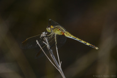 Erythrodiplax nigricans