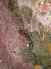 Notoclinops segmentatus