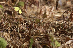 Abaeis mexicana