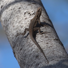 Urosaurus nigricauda